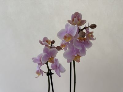 A close-up of a Phalaenopsis Amaglad orchid with many delicate, pale purple flowers and a few closed buds on two dark panicles. The white edges and yellow centres create a gentle gradient against a light background.